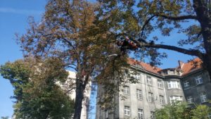 Pielęgnacja drzew przy ul. Traugutta we Wrocławiu
