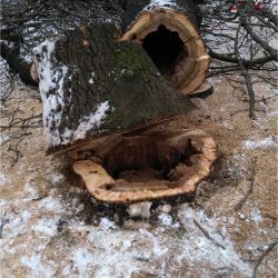Nie Ma Lipy - wycinka drzew pod inwestycję na Kromera