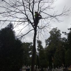 Nie Ma Lipy usuwa drzewo na wrocławskim cmentarzu
