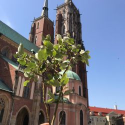Usunięte drzewko z Katedry we Wrocławiu