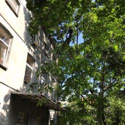 Pielęgnacja drzew w domu samotnej matki we Wrocławiu