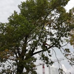Usuwanie drzew z pomocą żurawia - Popowice