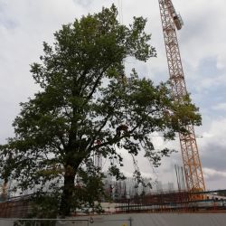 Wycinka drzew na budowie na wrocławskich Popowicach