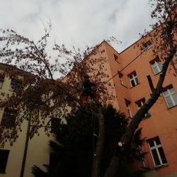 Nie Ma Lipy - usuwanie drzew na Rynku we Wrocławiu
