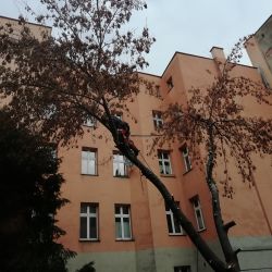 Wycinka drzew przy ul. Więziennej - Nie Ma Lipy