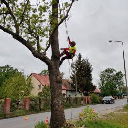 Nie Ma Lipy usuwa drzewo w pasie drogowym Stabłowice