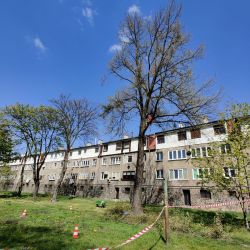pielęgnowanie drzew rosnących w dzielnicy wrocław różanka