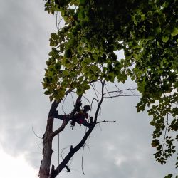 pielęgnacja drzew sąd rejonowy wrocław